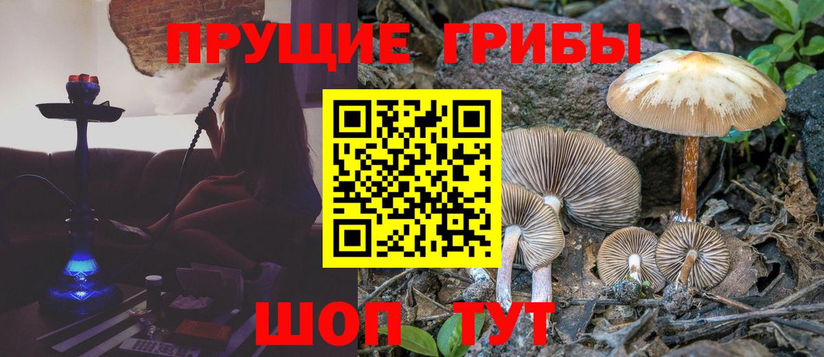 Майский  Галлюциногенные грибы Magic Shrooms  Вход с VPN  Псилоцибиновые грибы GOLDEN TEACHER 